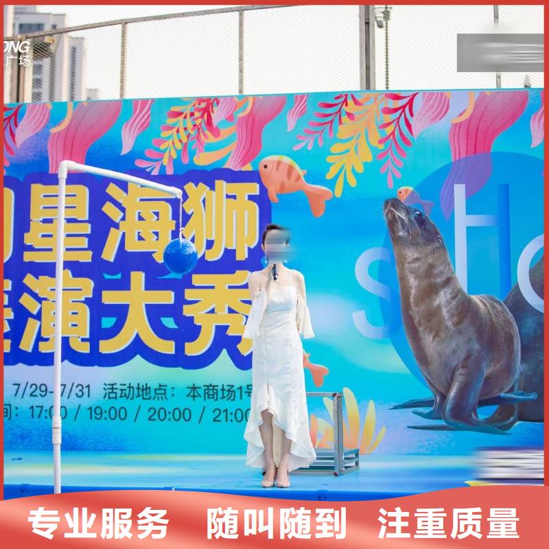 租赁海狮表演活跃气氛
