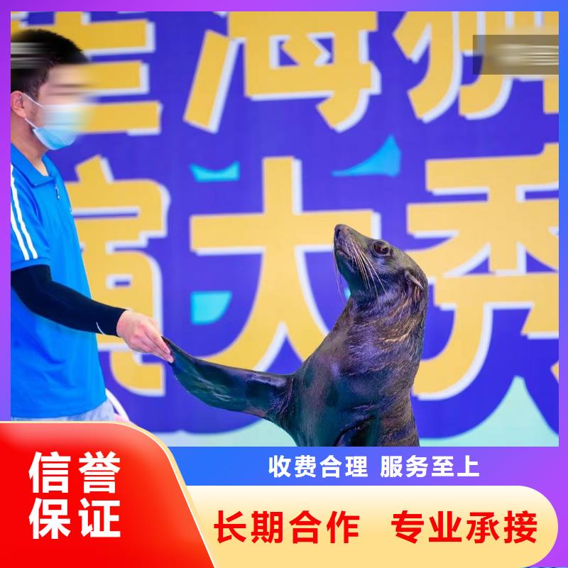 海洋主题动物表演_【海狮表演出租】诚信