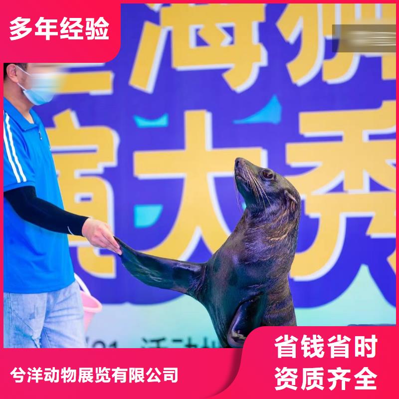 海洋主题动物表演_【海狮表演出租】讲究信誉