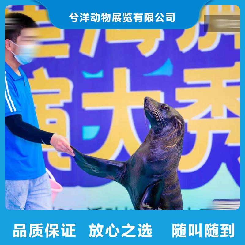 哪有出租海狮表演的厂家规格齐全