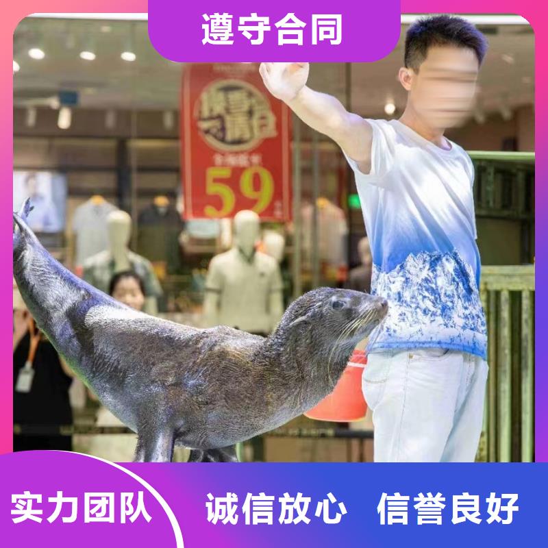 三沙市活体企鹅租赁公司活跃气氛