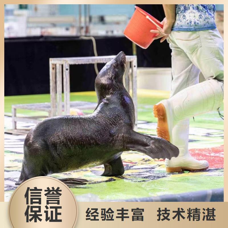 哪里有美人鱼表演出租