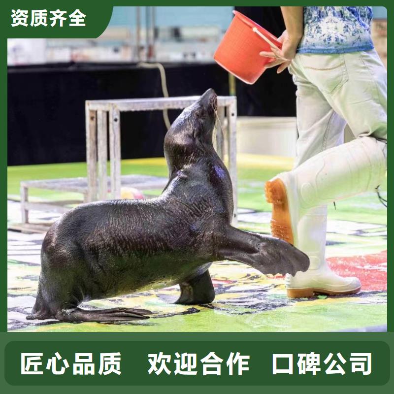 美人鱼表演租赁图片