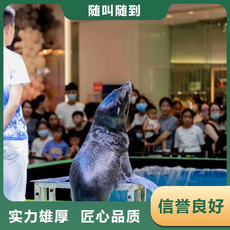 企鹅出租图片