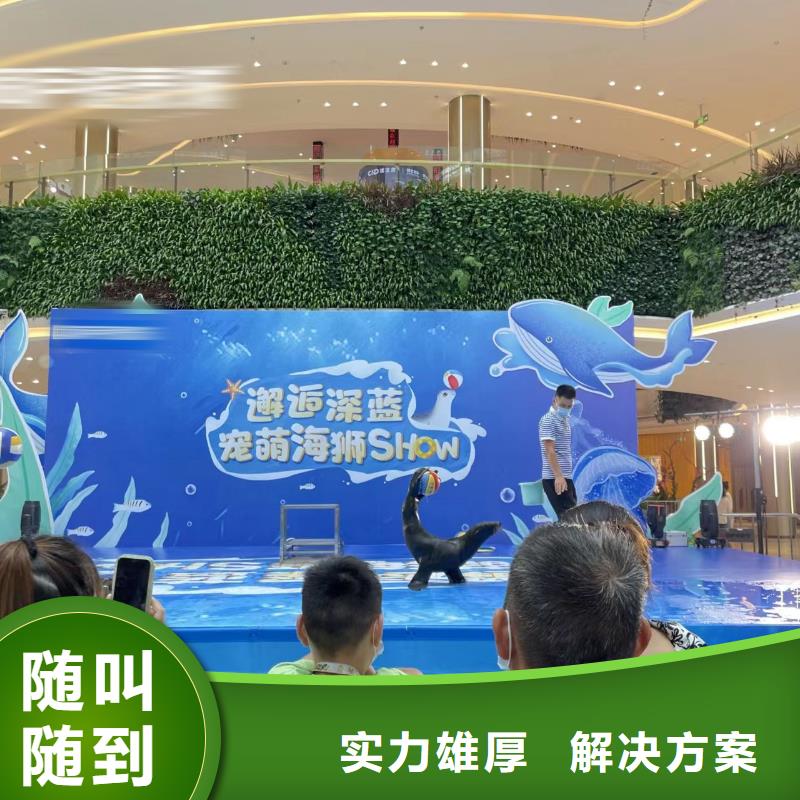 海洋主题动物表演出租表演羊驼专业承接