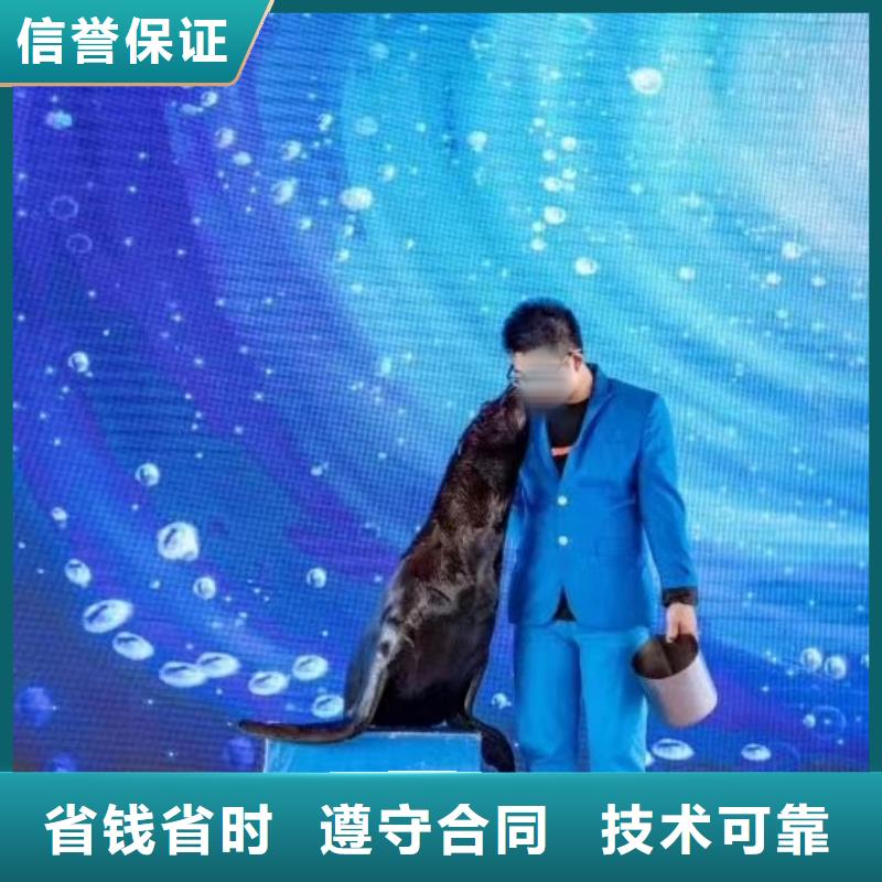 海洋主题动物表演_【海狮表演出租】讲究信誉