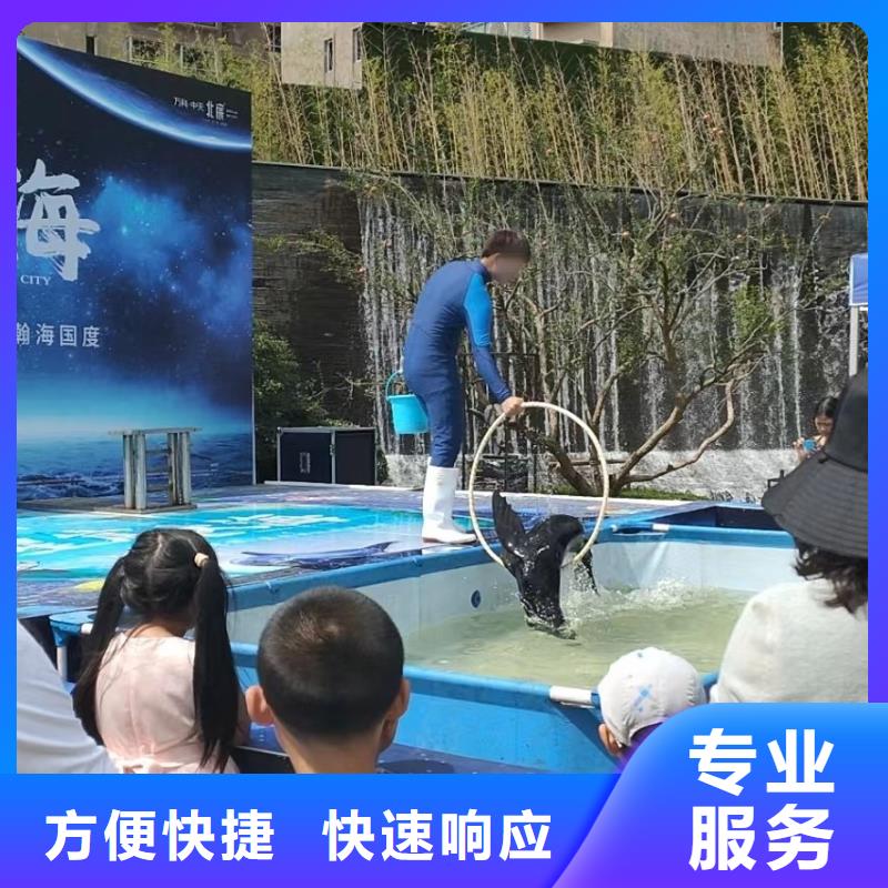 海洋主题动物表演海豚表演