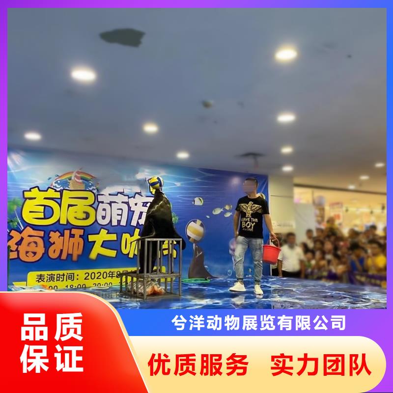 企鹅出租