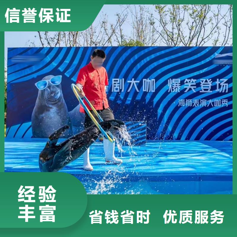 海洋主题动物表演_【海狮表演出租】专业品质