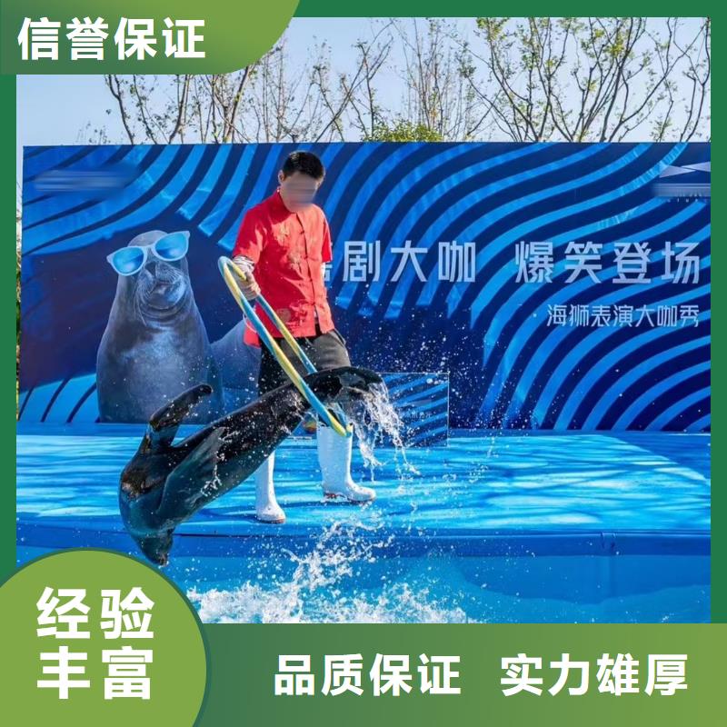 海洋主题动物表演,海狮表演出租知名公司