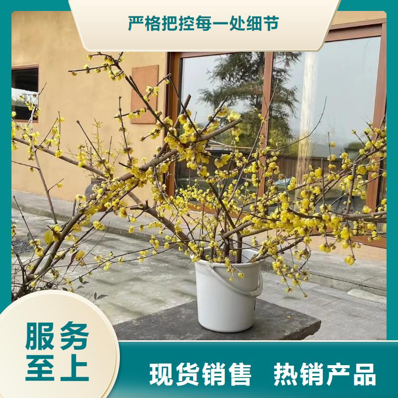稻草夯土漆价格#泥巴墙漆#老房翻新#民宿改造
