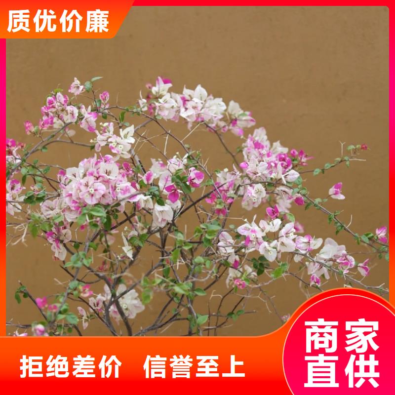 仿夯土外墙漆多少钱#夯土墙面漆#仿泥巴墙涂料#稻草漆厂家