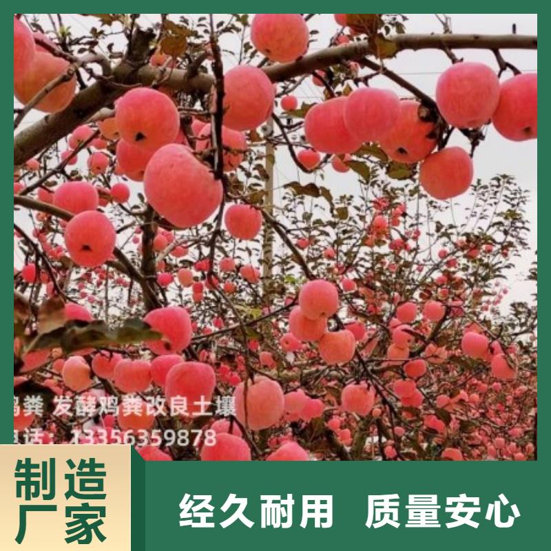 发酵鸡粪怎样用