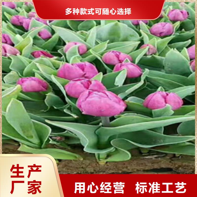 时令草花_五一国庆草花批发诚信商家