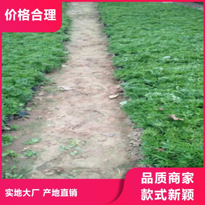 时令草花耐寒耐旱草花基地材质实在