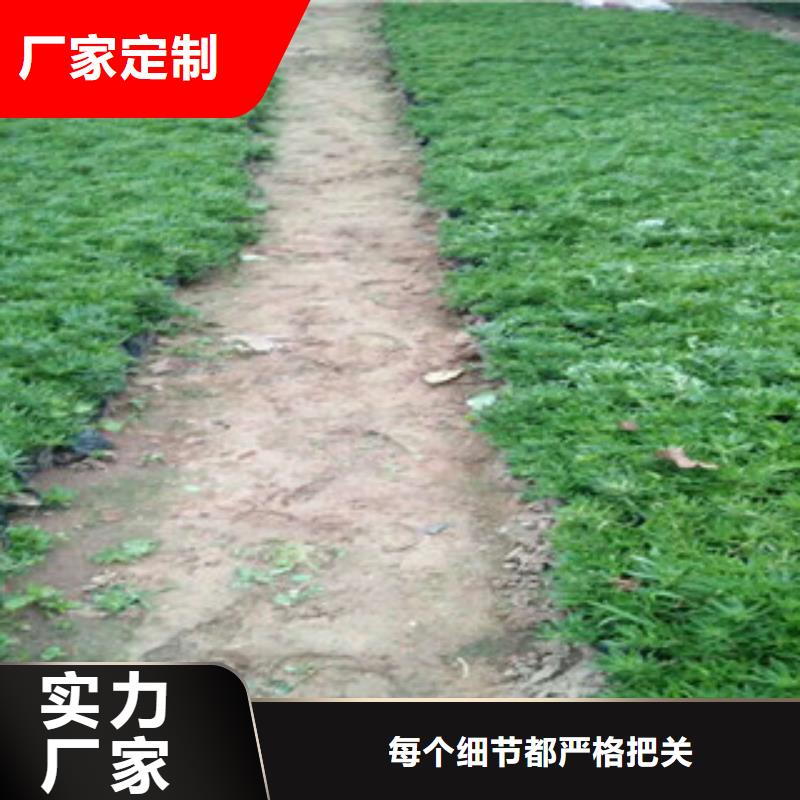 时令草花_耐寒耐旱草花基地拒绝伪劣产品
