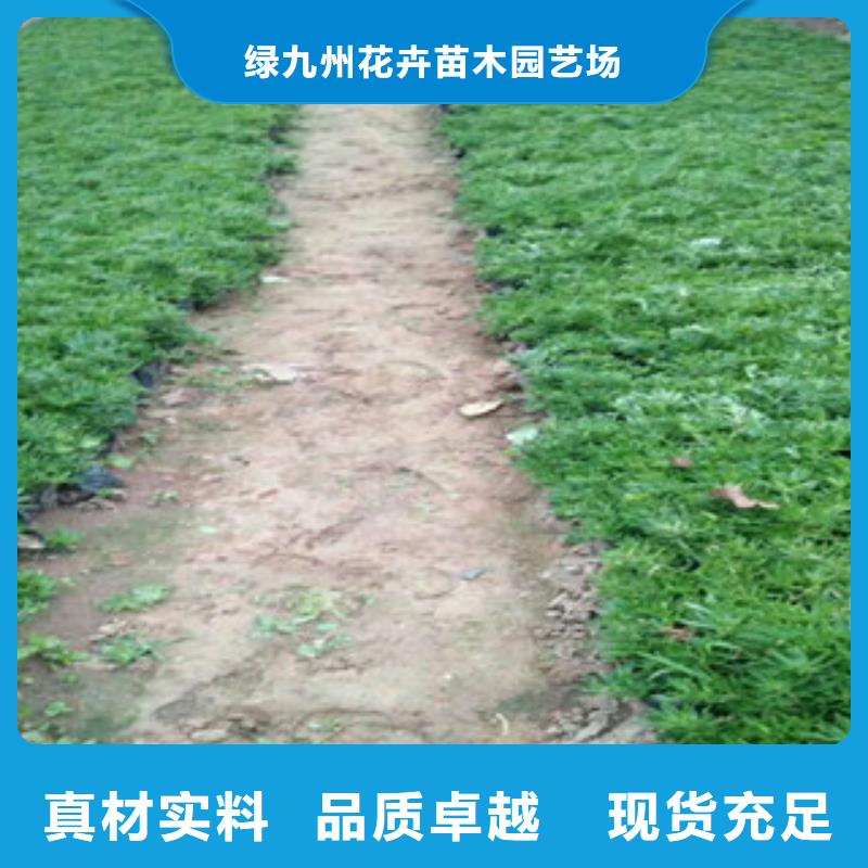 时令草花,【柳叶马鞭草/薰衣草】种类丰富