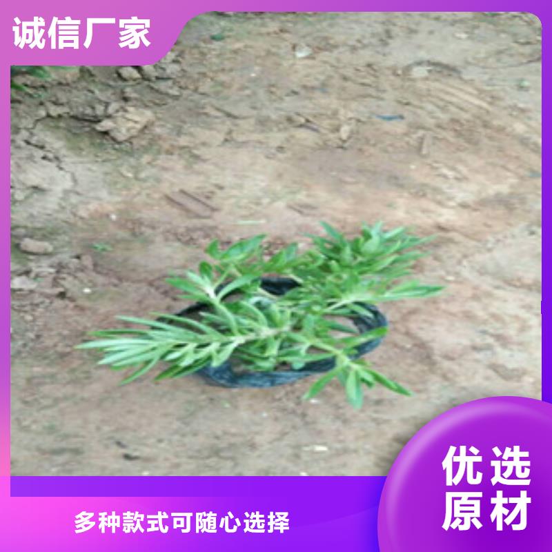 时令草花-耐寒耐旱草花基地质量为本