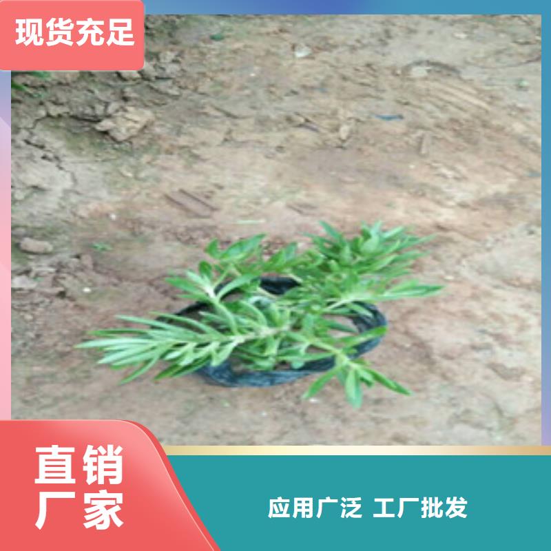 时令草花鲁冰花/粉黛乱子草一手货源源头厂家
