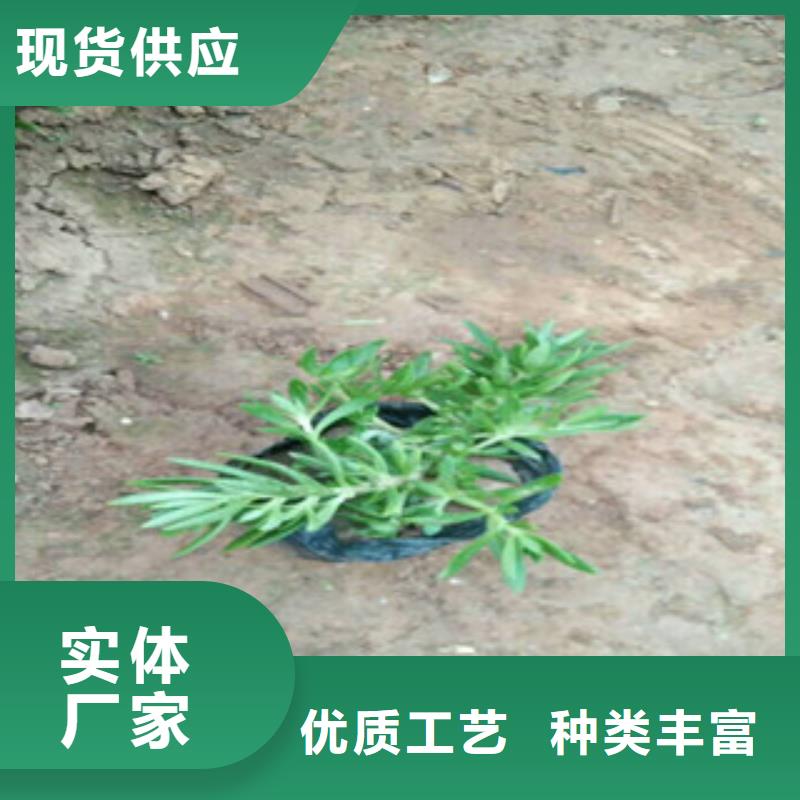 时令草花鲁冰花/粉黛乱子草一手货源源头厂家