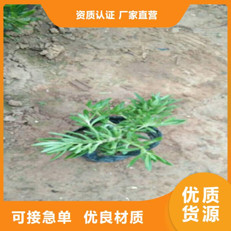 时令草花-花海景观工程按需设计