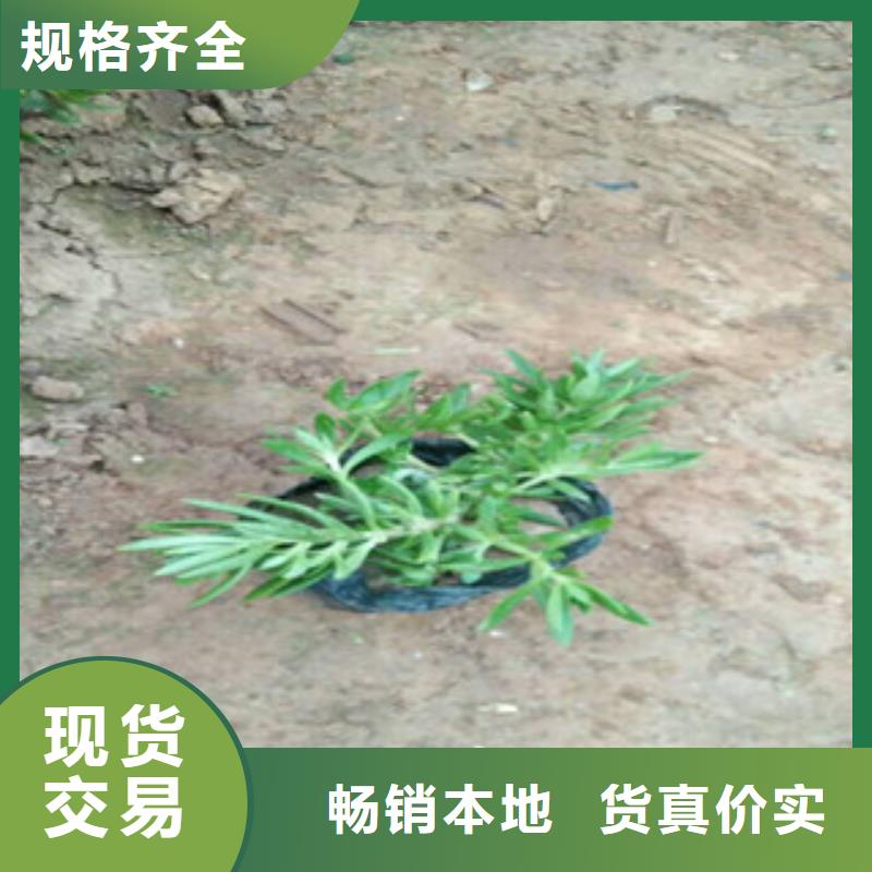 【时令草花】水生植物/荷花睡莲追求细节品质