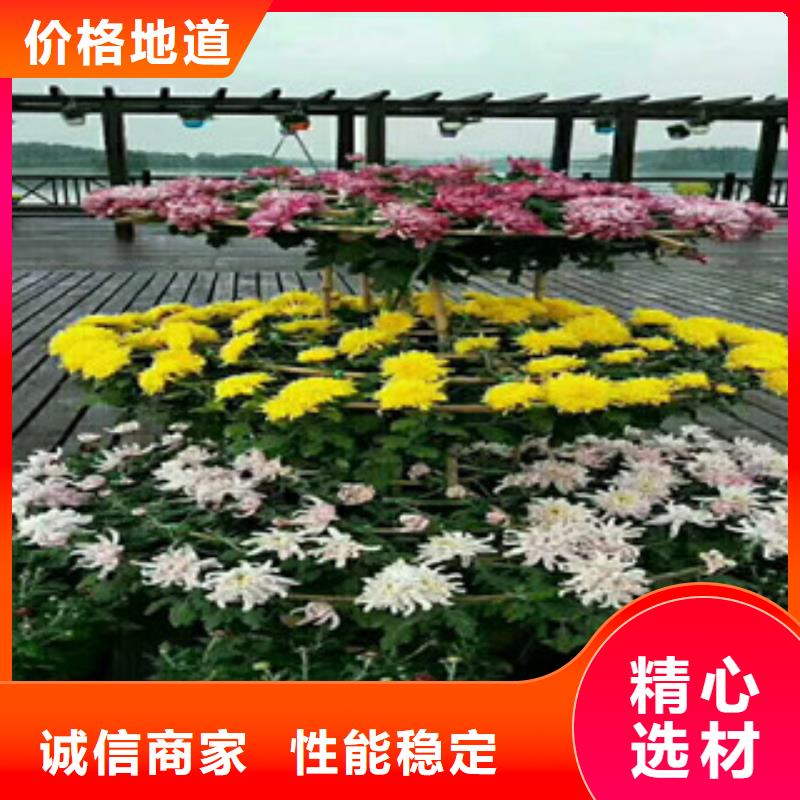 时令草花,【柳叶马鞭草/薰衣草】种类丰富