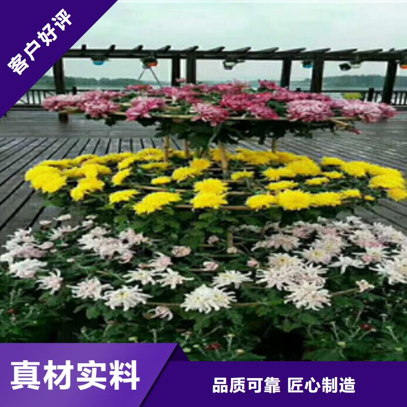 时令草花耐寒耐旱草花基地专业生产厂家