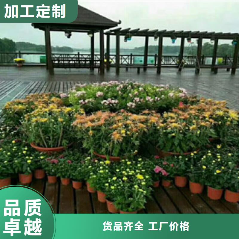 时令草花_耐寒耐旱草花基地拒绝伪劣产品