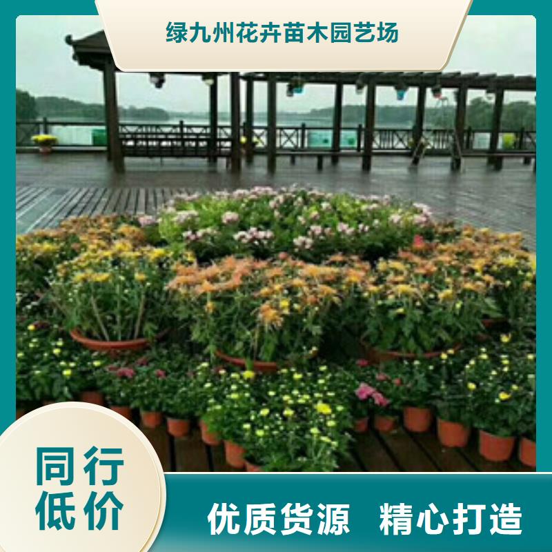 时令草花水生植物/荷花睡莲现货充足量大优惠