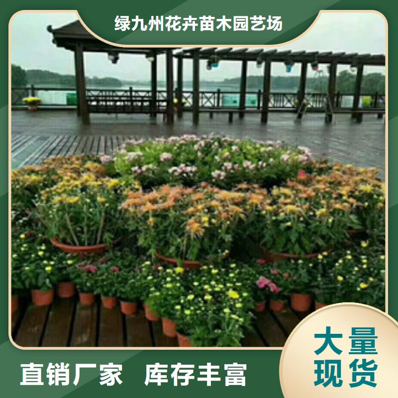【时令草花】观赏草/蒲苇狼尾草质量优选