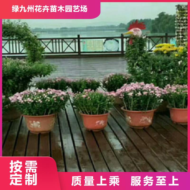 时令草花-花海景观工程按需设计