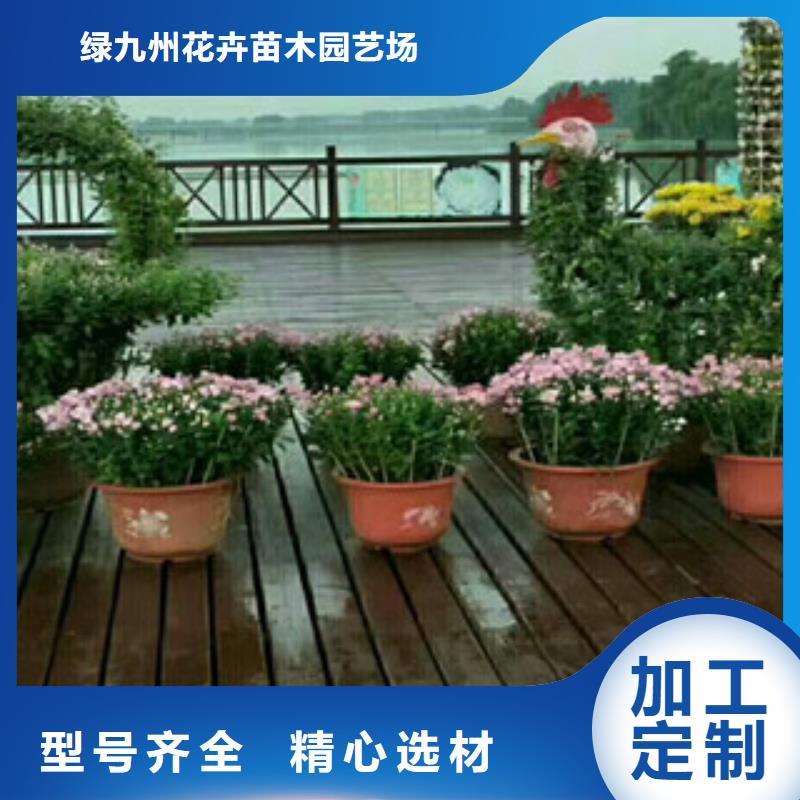 时令草花,【柳叶马鞭草/薰衣草】种类丰富
