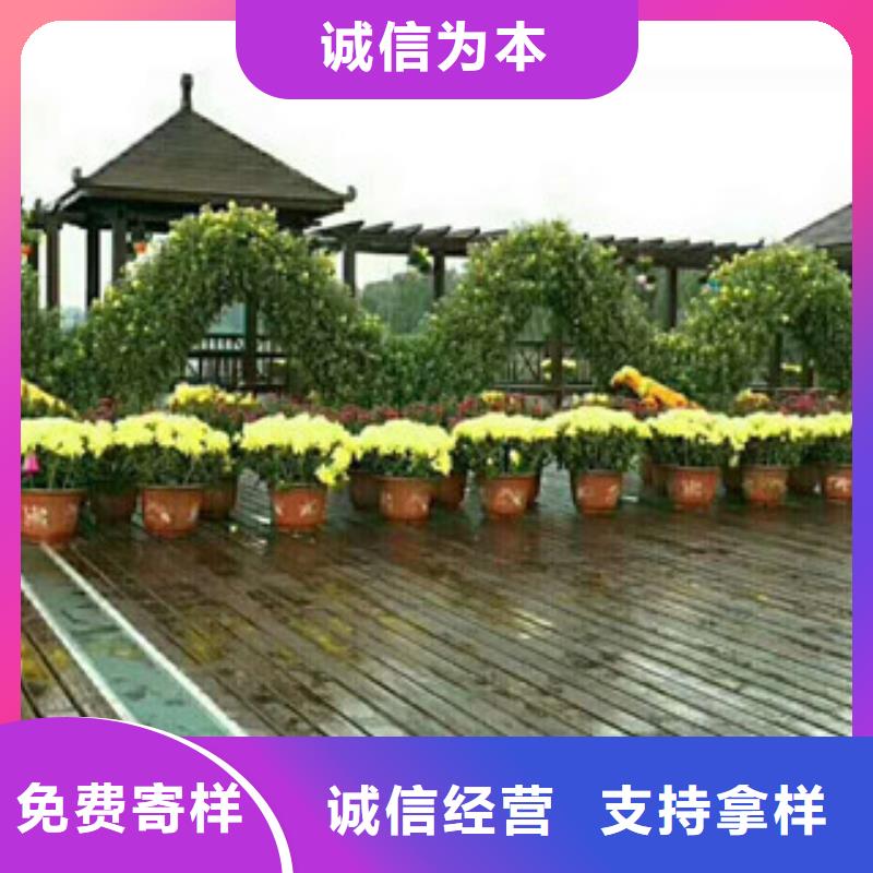 时令草花-花海景观工程按需设计