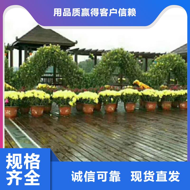 时令草花-耐寒耐旱草花基地质量为本