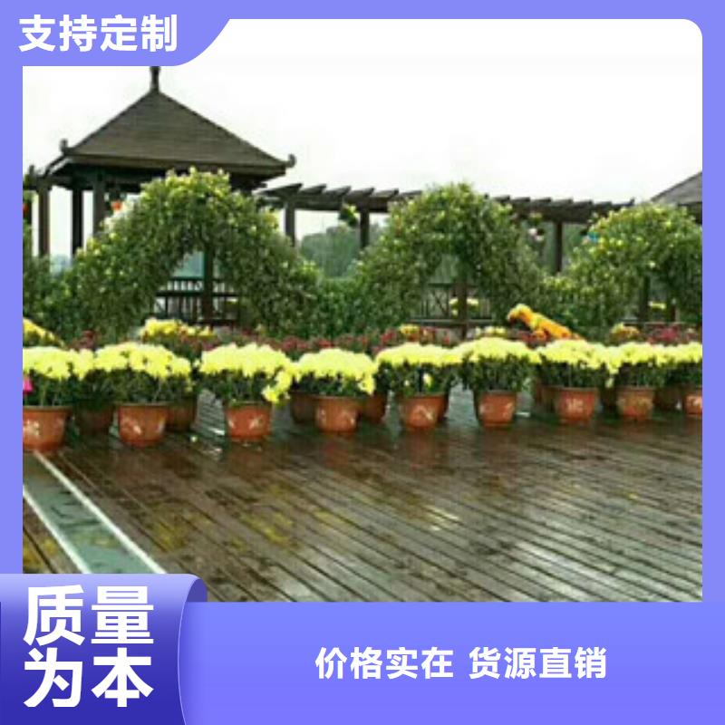 时令草花-水生植物/荷花睡莲实力厂商