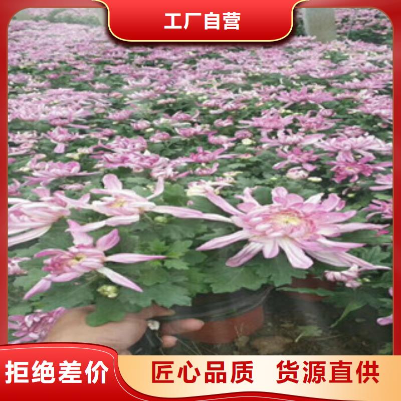 时令草花【五一国庆草花批发】保质保量