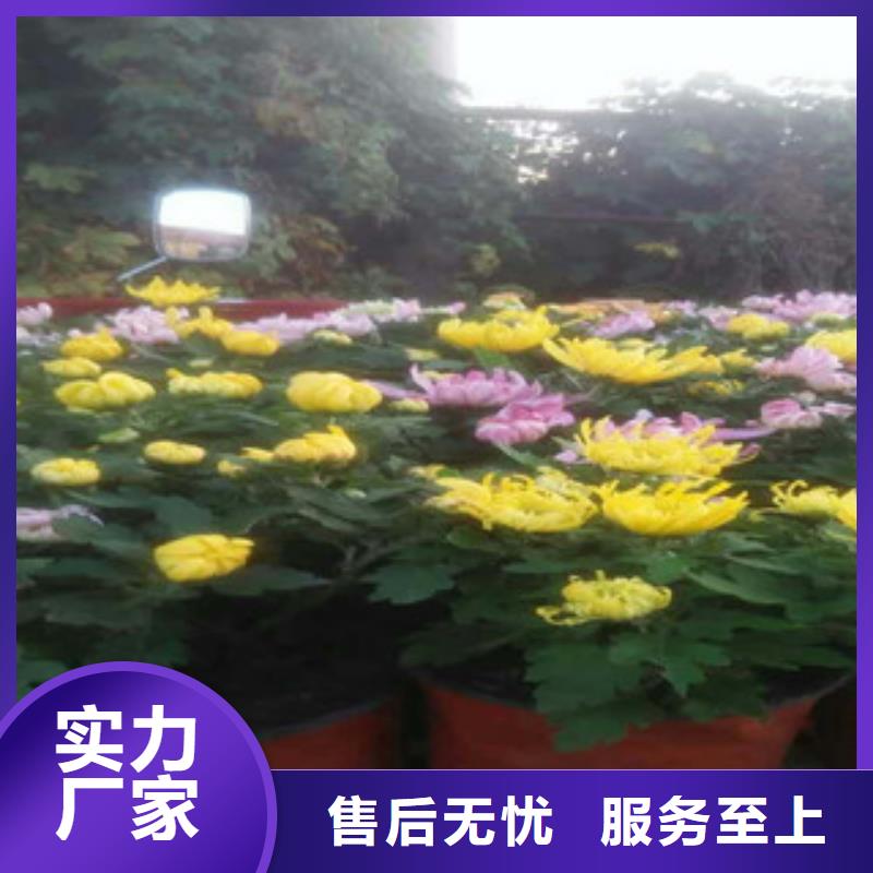 时令草花,水生植物/荷花睡莲材质实在