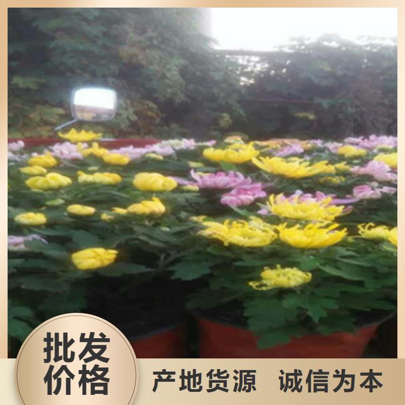 时令草花-花海景观工程按需设计