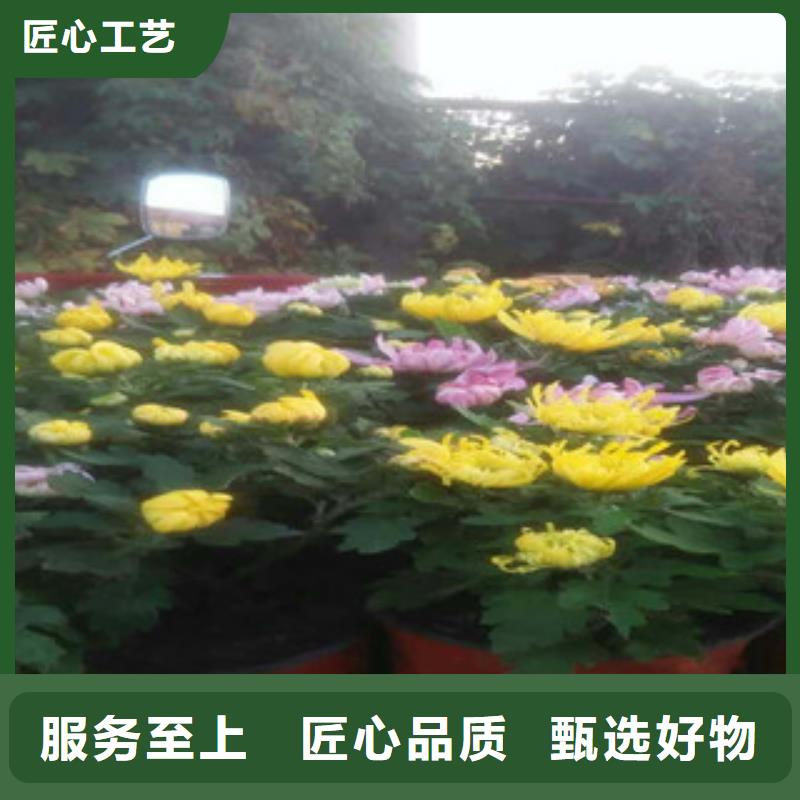 时令草花耐寒耐旱草花基地材质实在