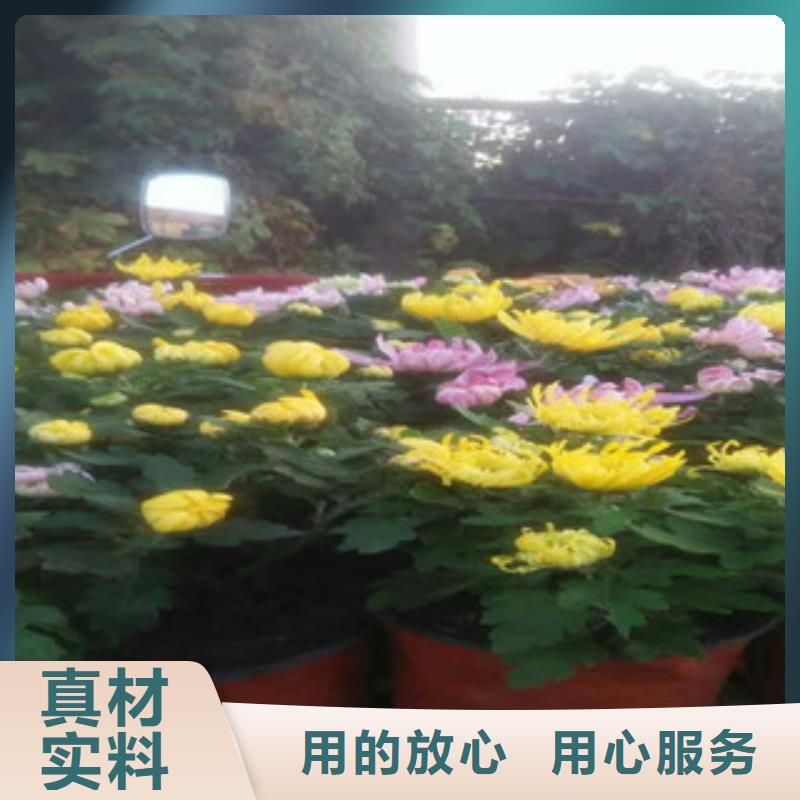 时令草花观赏草/蒲苇狼尾草型号全价格低