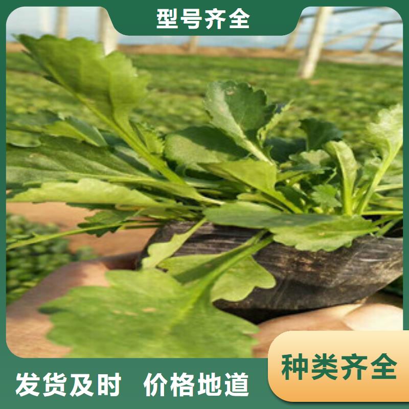 时令草花鲁冰花/粉黛乱子草一手货源源头厂家