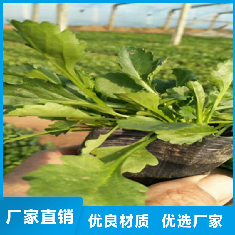 时令草花-耐寒耐旱草花基地产地批发