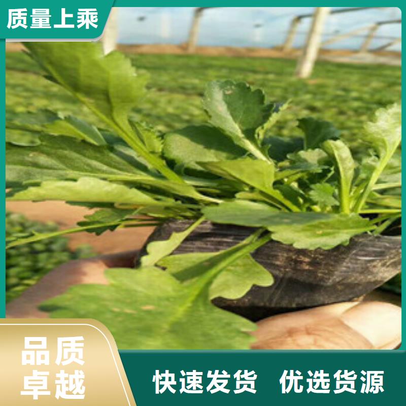 时令草花耐寒耐旱草花基地材质实在