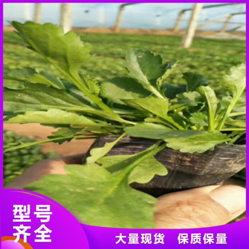时令草花_耐寒耐旱草花基地拒绝伪劣产品