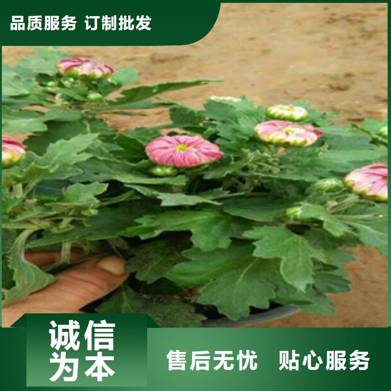 时令草花时令花卉/绿化草花价格质量牢靠