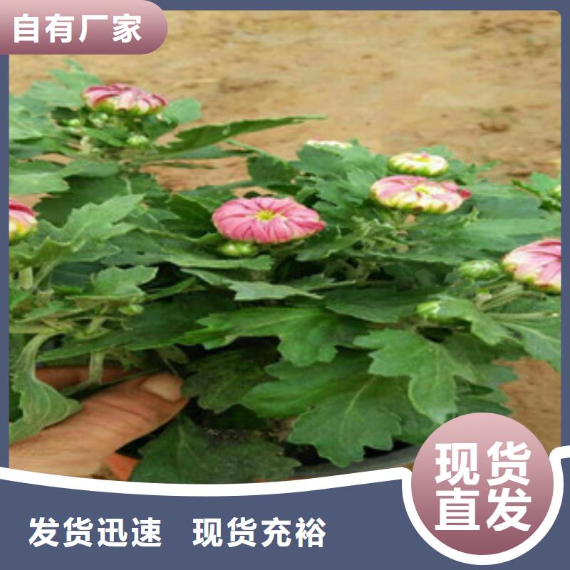 时令草花-耐寒耐旱草花基地质量为本