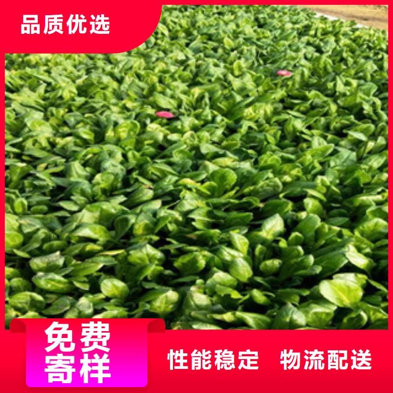 时令草花-观赏草/蒲苇狼尾草满足多种行业需求
