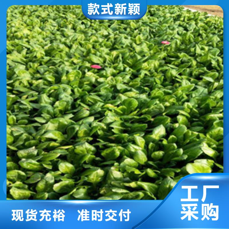 【时令草花_耐寒耐旱草花基地核心技术】