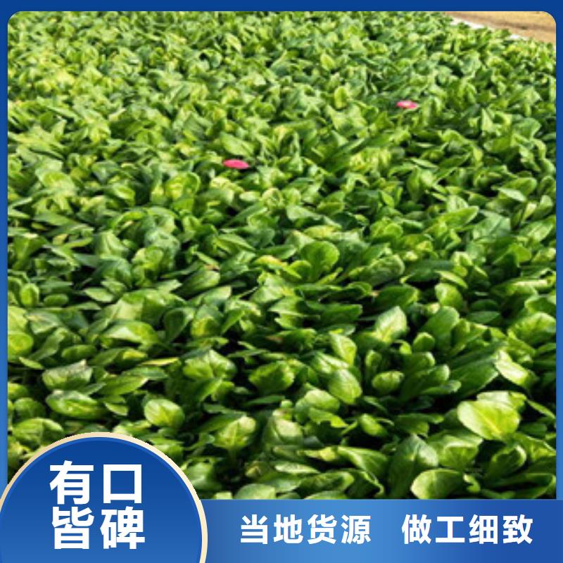 时令草花宿根花卉基地专注产品质量与服务